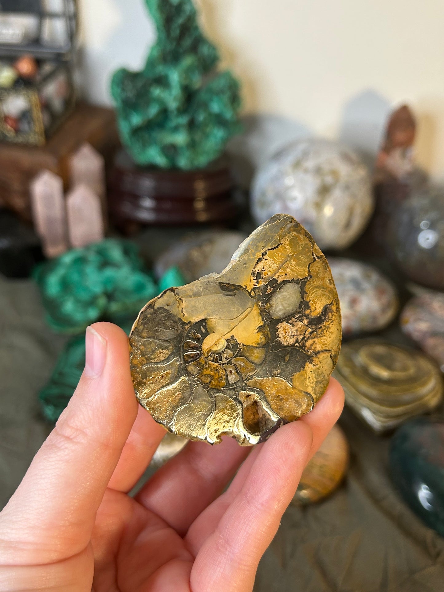 Hematite Ammonite Pair B