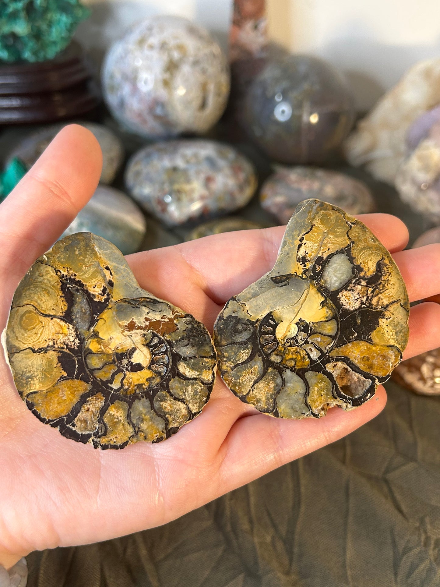 Hematite Ammonite Pair B