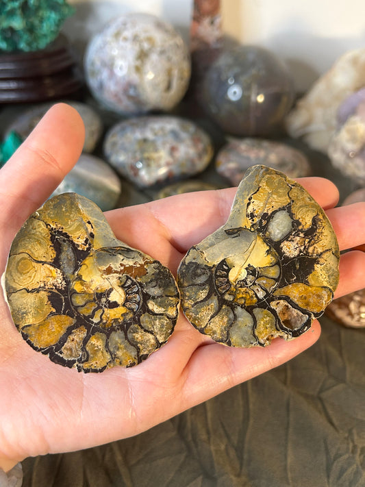 Hematite Ammonite Pair B