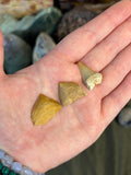 Fossil Shark Teeth