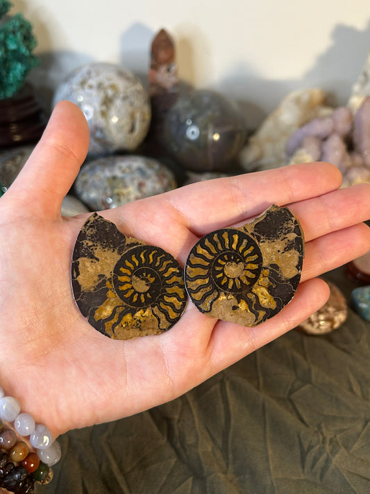 Hematite Ammonite Pair A