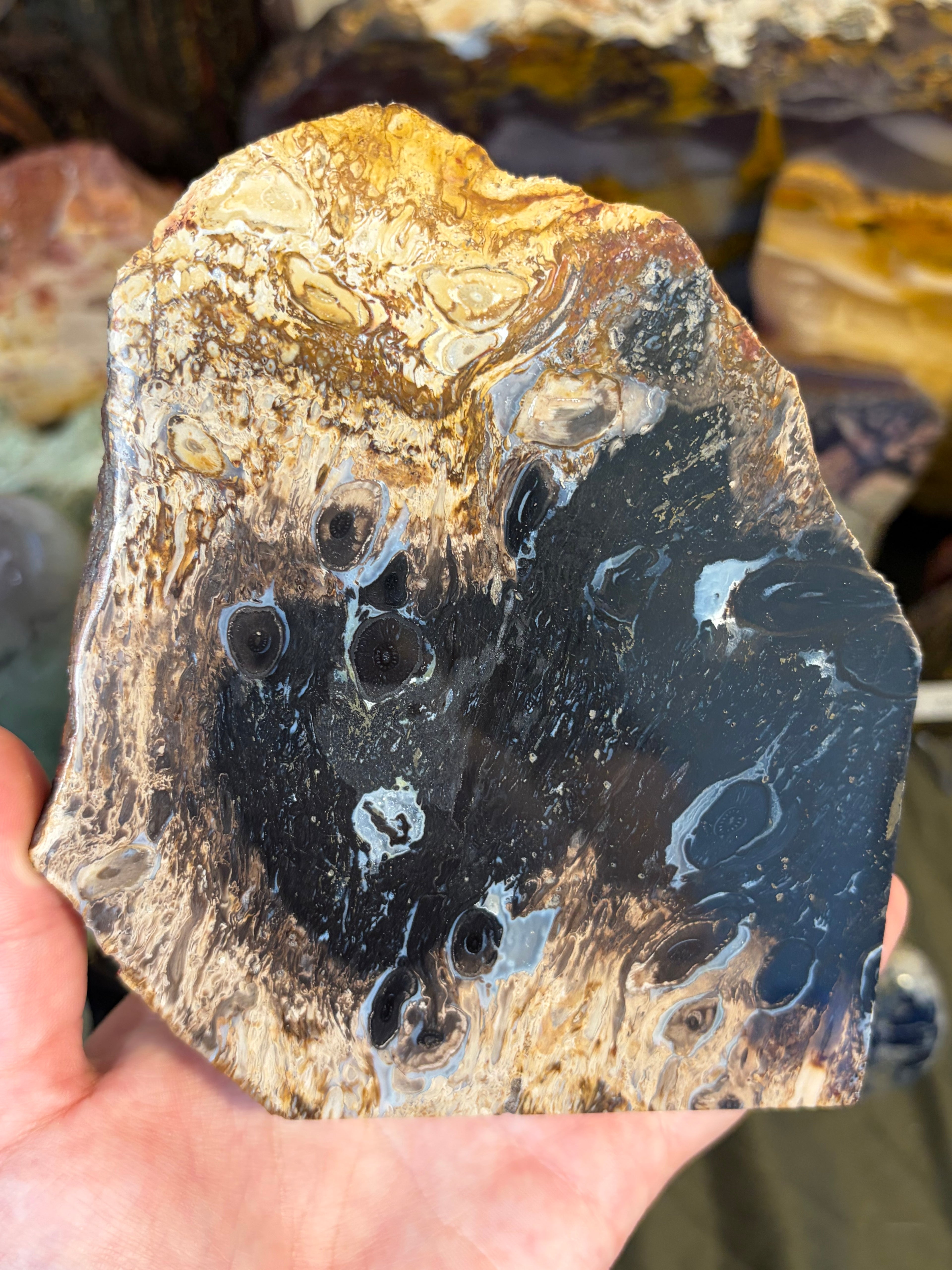 Fossilised Palm Wood