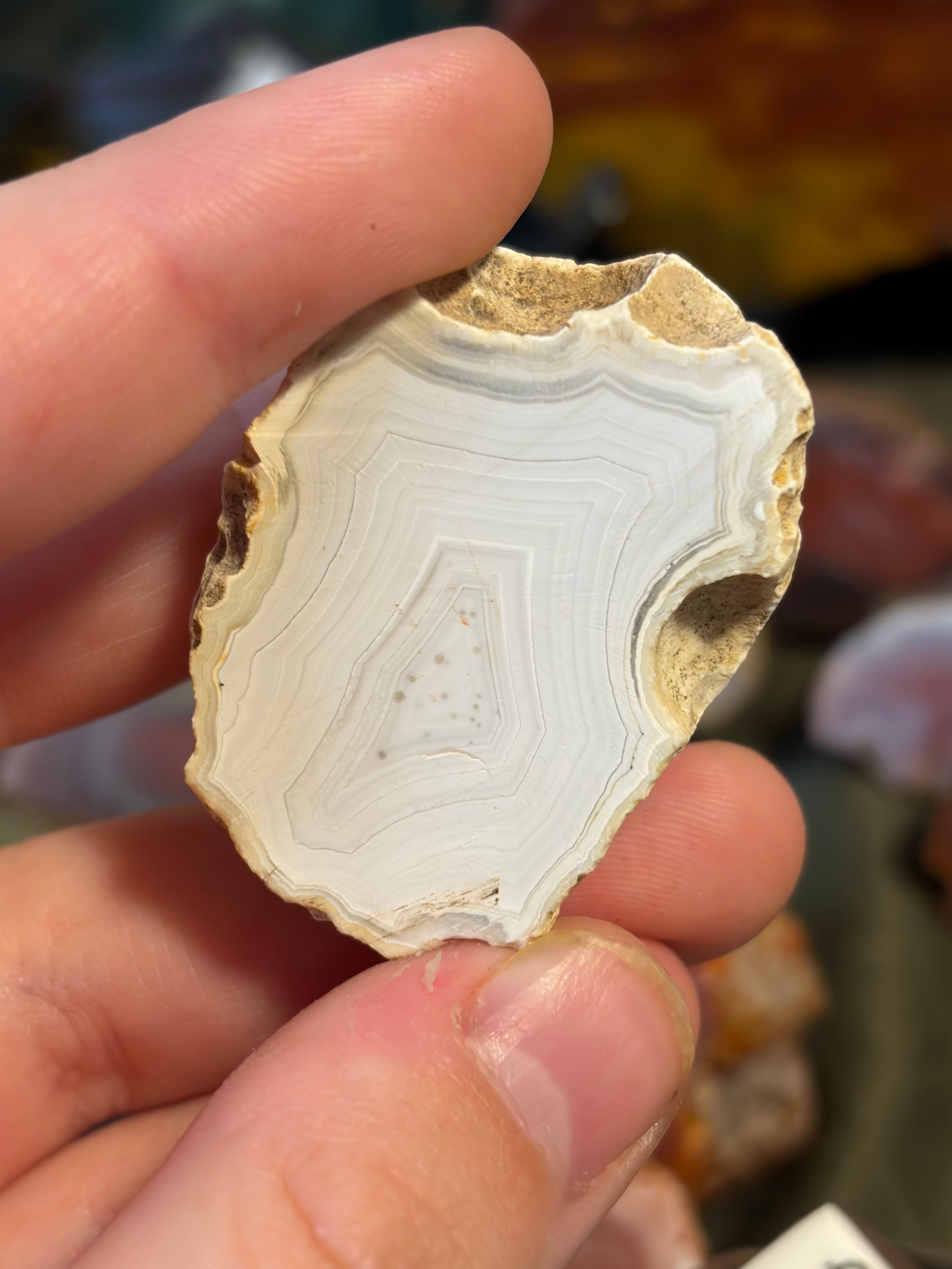 Unpolished Agate Creek Geode Half 7